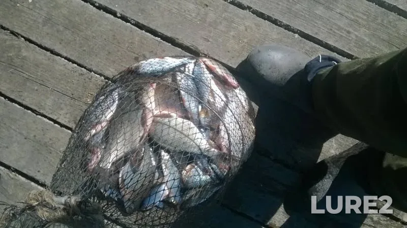 Bream, Roach — Chernoistochinskiy, May 26, 2019