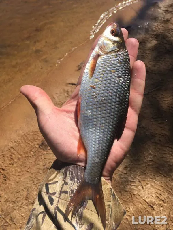 Roach — Chernoistochinskiy, May 26, 2019
