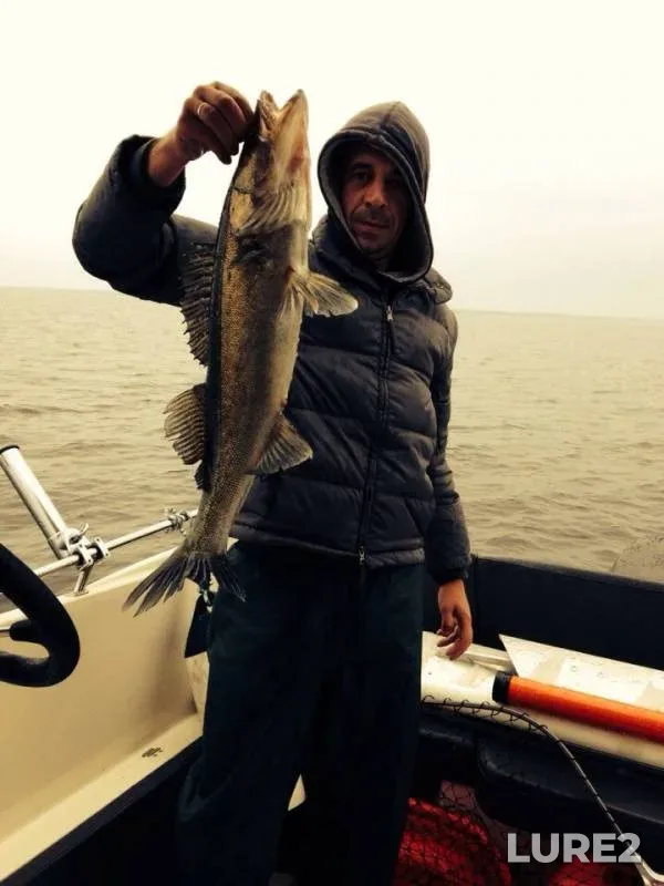 Zander — Leningradskaya oblast, Volkhovskiy rayon, Jun 02, 2014