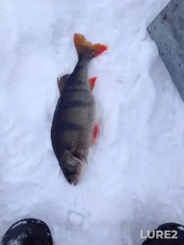 Perch — Leningradskaya oblast, Kirovskiy rayon, Feb 05, 2014