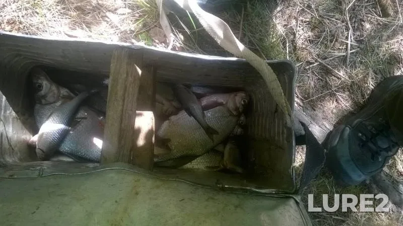 Bream, Roach — Chernoistochinskiy, May 25, 2019