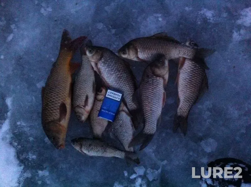 Crucian carp — Penzenskaya oblast, Dec 22, 2017