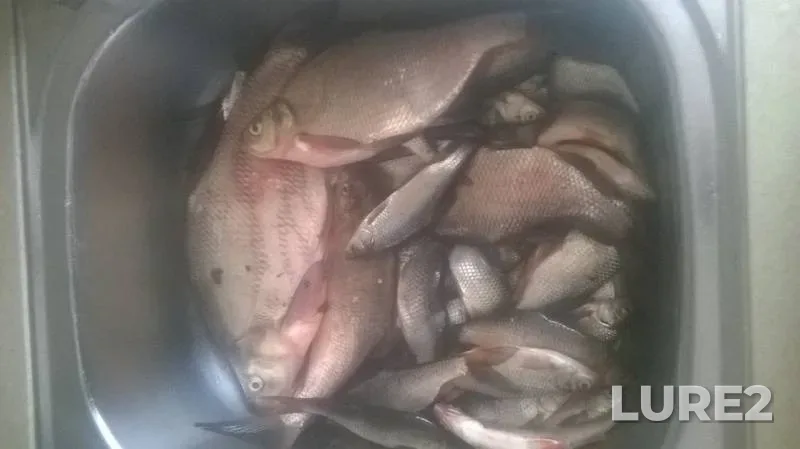 Bream, Roach — Chernoistochinskiy, May 19, 2019