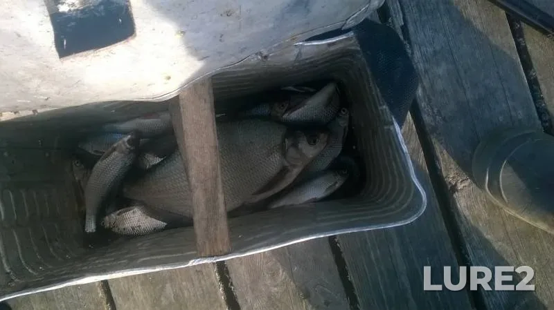 Bream, Roach — Chernoistochinskiy, May 18, 2019