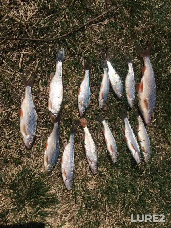 Roach — Sverdlovskaya oblast, May 12, 2019