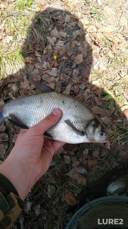 Bream, Roach — Nizhne-Tagilskoye, May 11, 2019