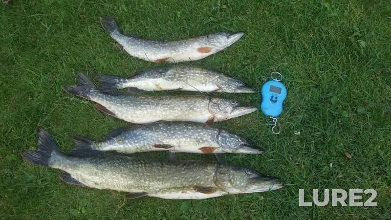 Pike — Leningradskaya oblast, Volkhovskiy rayon, Sep 07, 2019