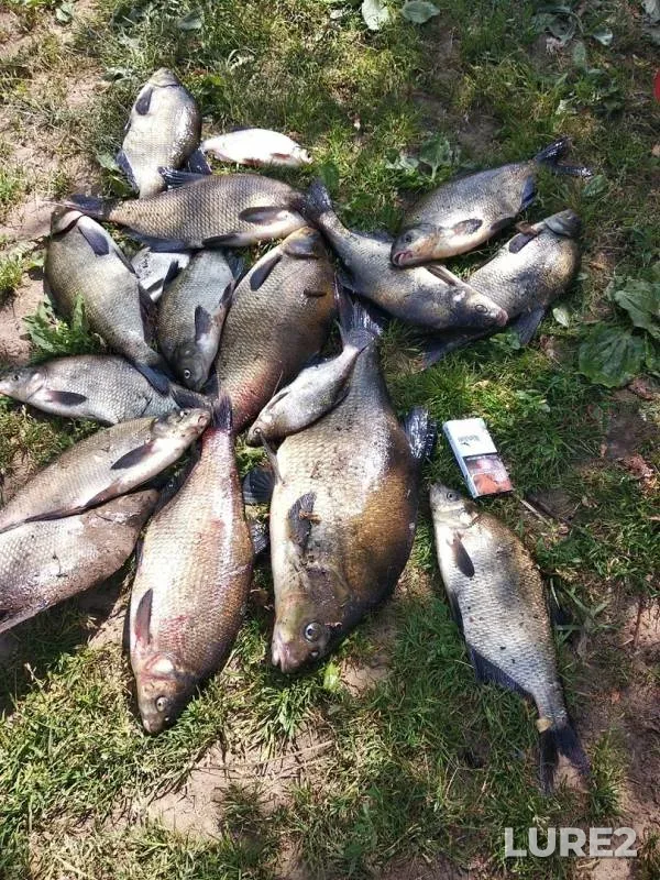 Bream — Rosson, Jun 24, 2019