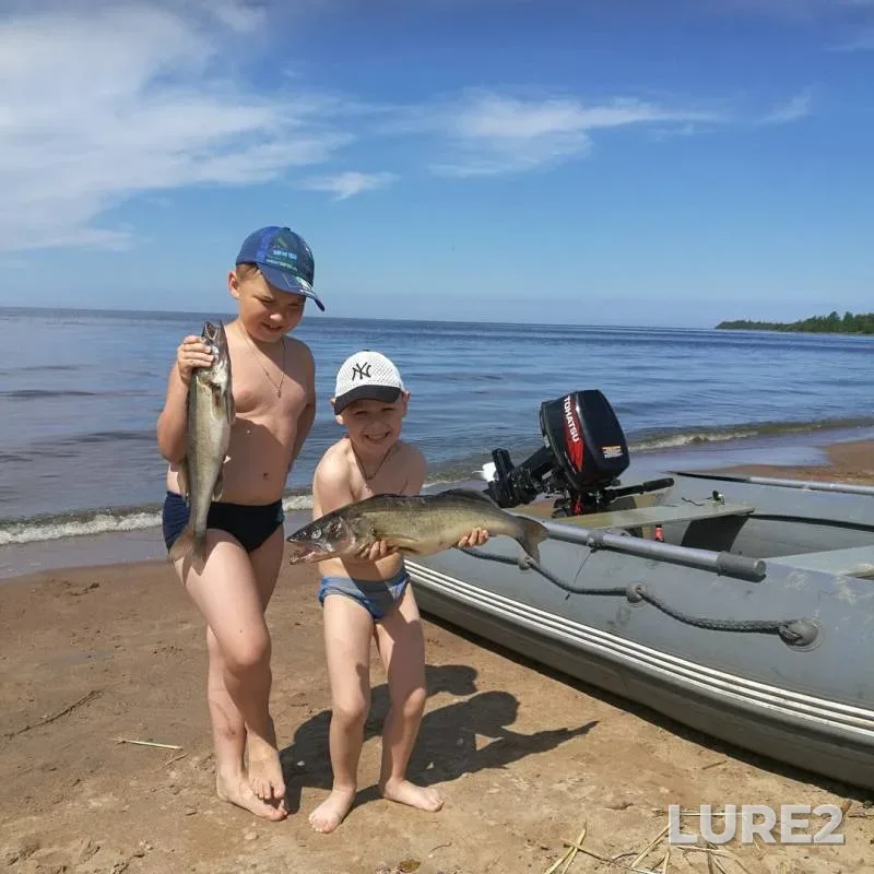 Zander — Leningradskaya oblast, Volkhovskiy rayon, Jun 23, 2019