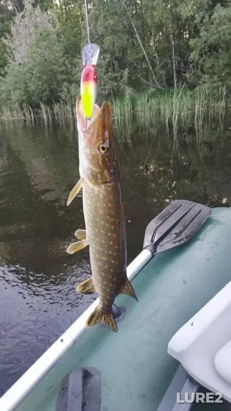 Pike — Novoladozhskiy kanal, Jun 01, 2019