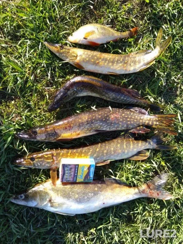 Perch, Pike — Naziya, May 16, 2019