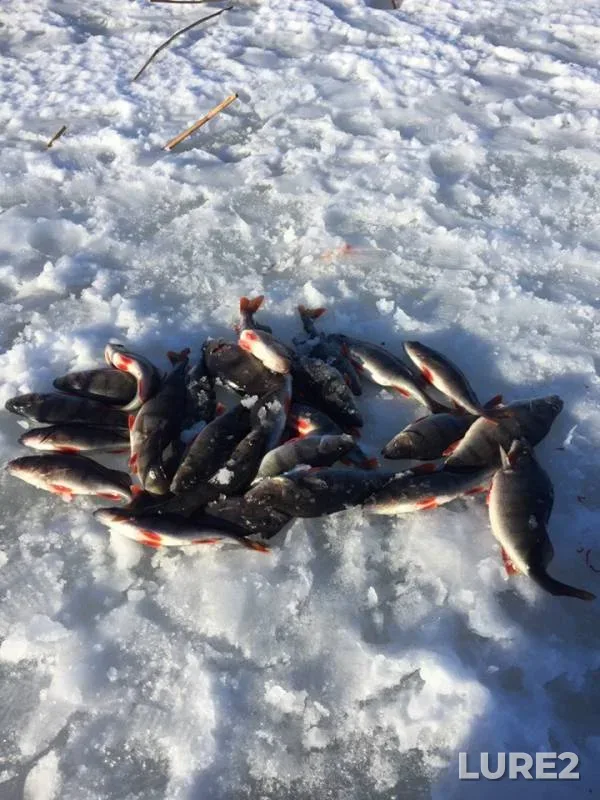 Perch — Svir, Mar 29, 2019