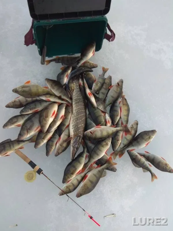 Perch, Pike — Leningradskaya oblast, Kirovskiy rayon, Feb 26, 2019