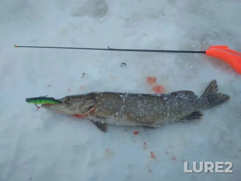 Pike — Svir, Feb 02, 2019