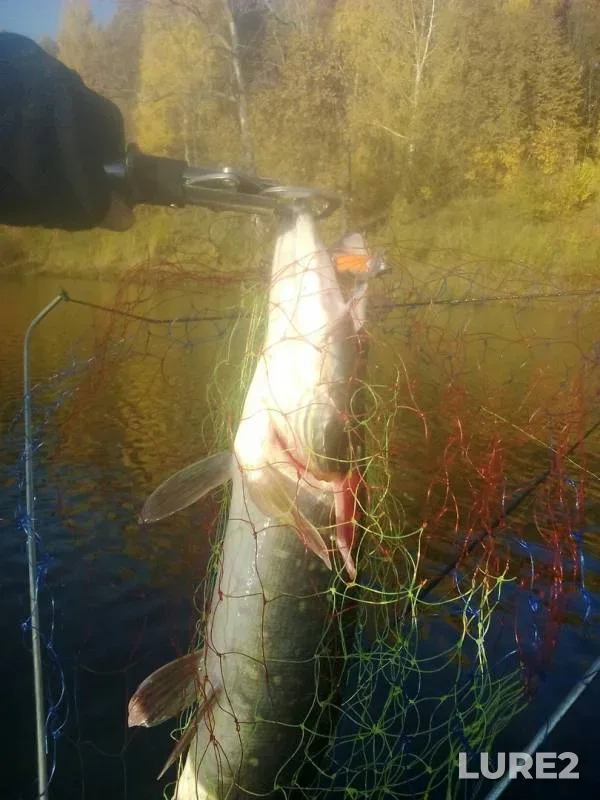 Pike — Penzenskaya oblast, Oct 12, 2017