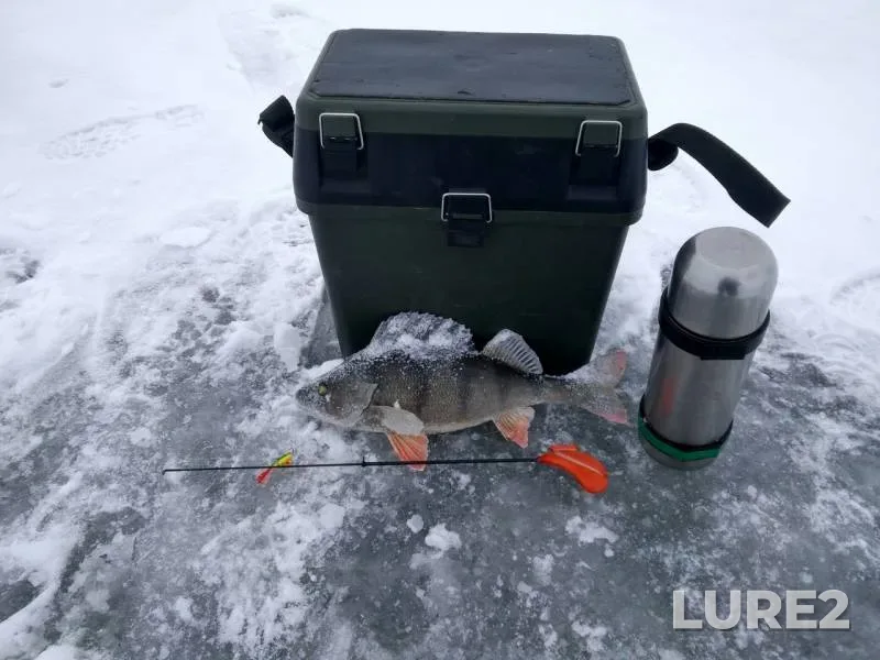 Perch — Leningradskaya oblast, Kirovskiy rayon, Dec 16, 2018