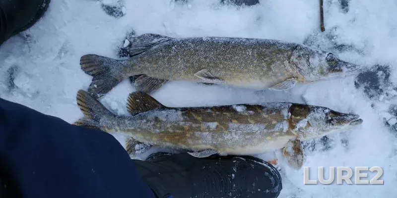 Pike — Novoladozhskiy kanal, Dec 13, 2018