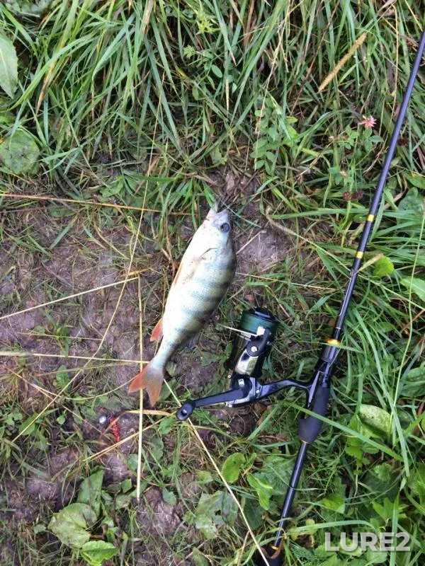 Perch — Vysheley, Aug 12, 2017