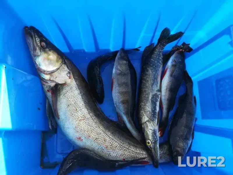 Perch, Pike — Neva, Mar 23, 2018