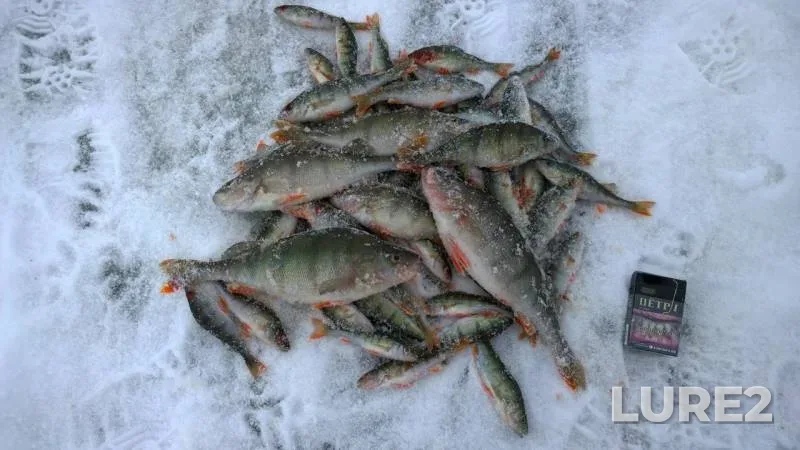 Perch — Pskovskaya oblast, Gdovskiy rayon, Mar 08, 2018
