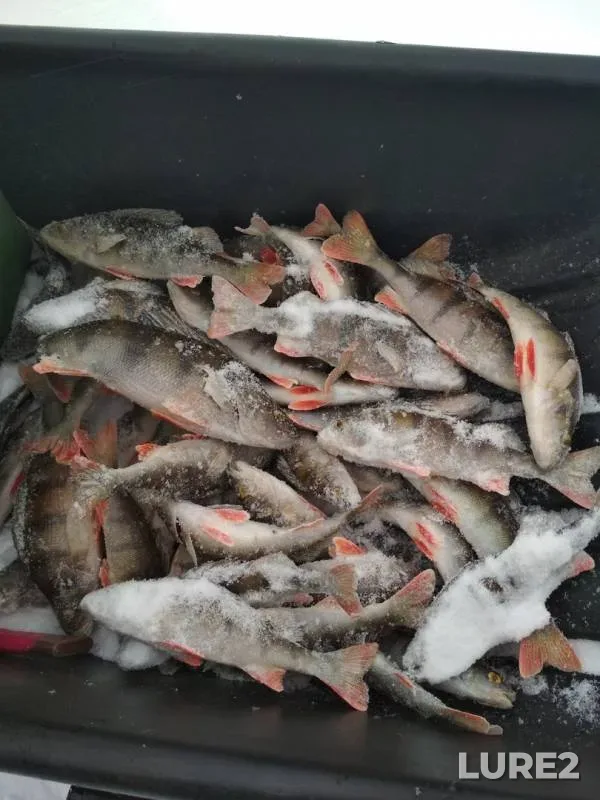 Perch — Leningradskaya oblast, Volkhovskiy rayon, Feb 16, 2018