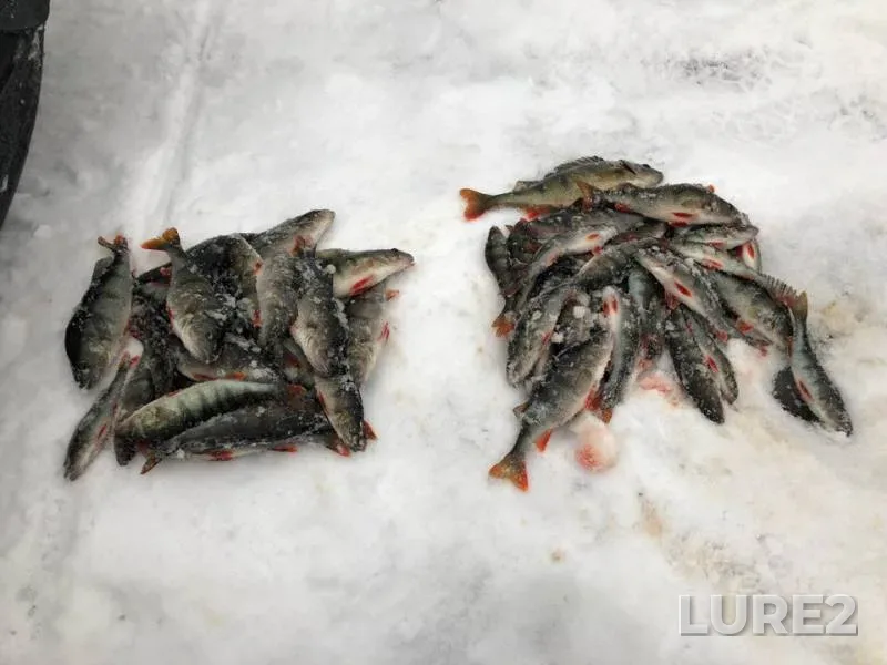 Perch — Leningradskaya oblast, Kirovskiy rayon, Jan 27, 2018