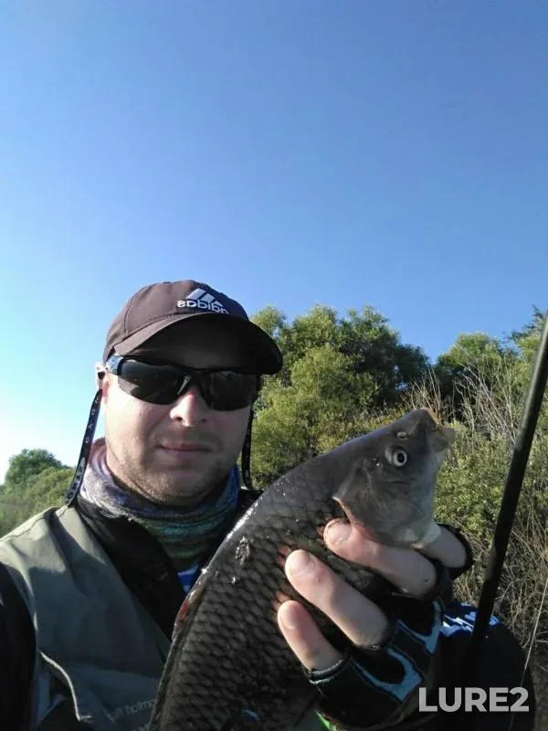 Carp — Archada, Jul 19, 2017