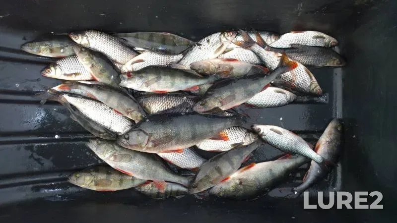 Perch, Roach — Leningradskaya oblast, Volkhovskiy rayon, Mar 19, 2017