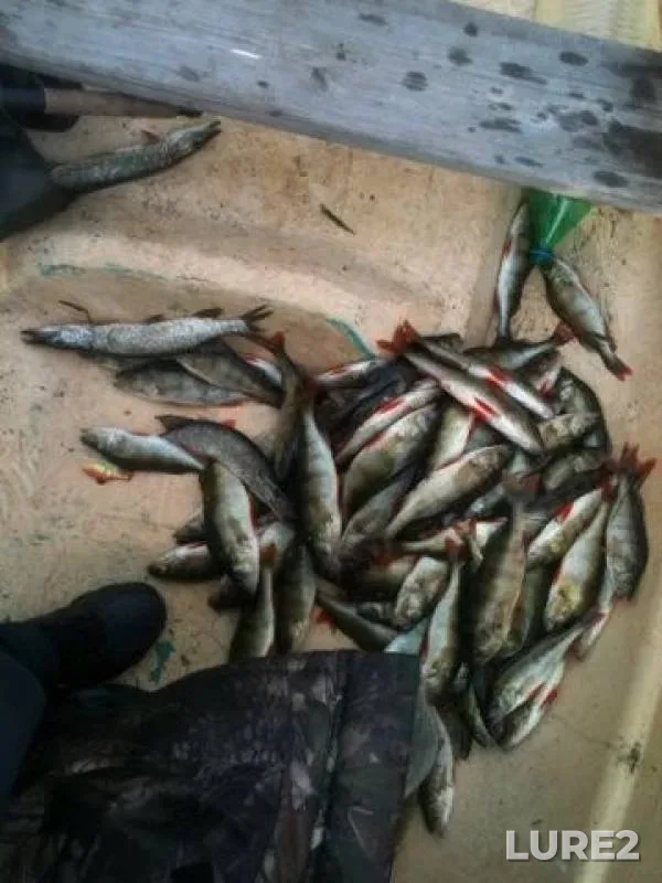 Perch — Staroladozhskiy kanal, Aug 03, 2013