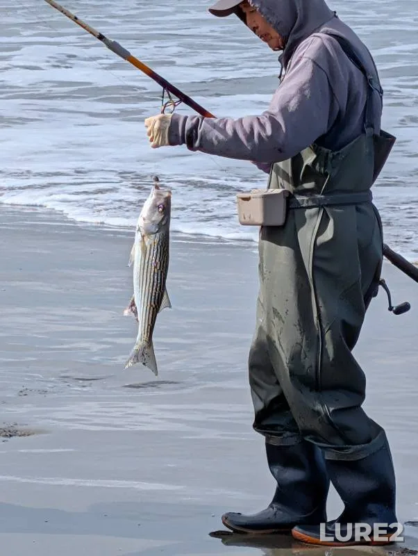 Striped bass — San Francisco Bay, Jul 20, 2017, 10:01 AM