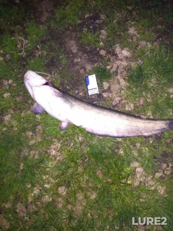 Wels catfish — Penzenskoye, May 20, 2017