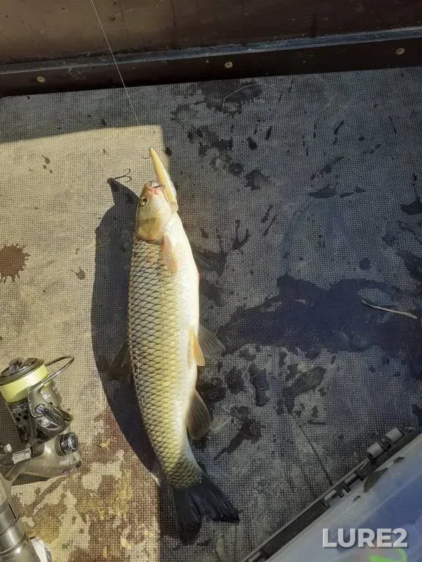 Grass carp — Kacha, Oct 13, 2019