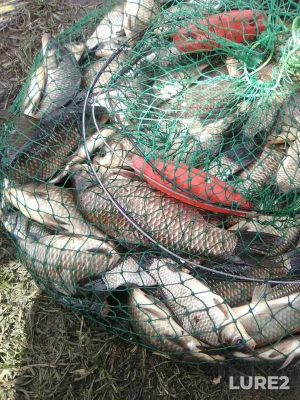 Crucian carp — Penzenskaya oblast, May 08, 2017