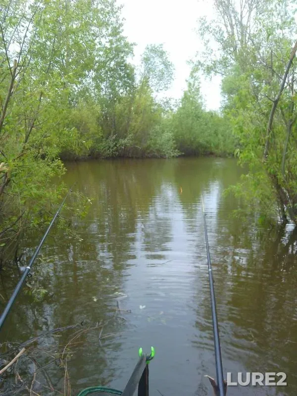 Crucian carp — Betki, Jun 01, 2018