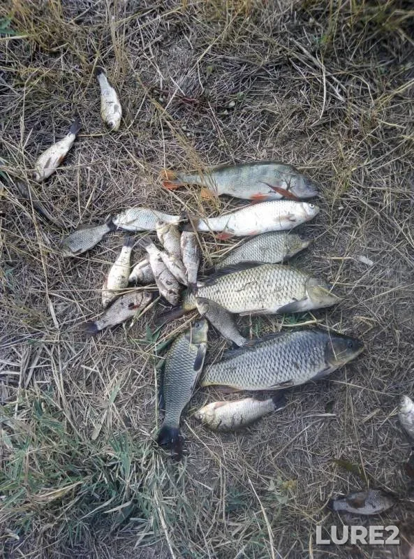 Carp, Crucian carp — Salgir, Aug 24, 2019