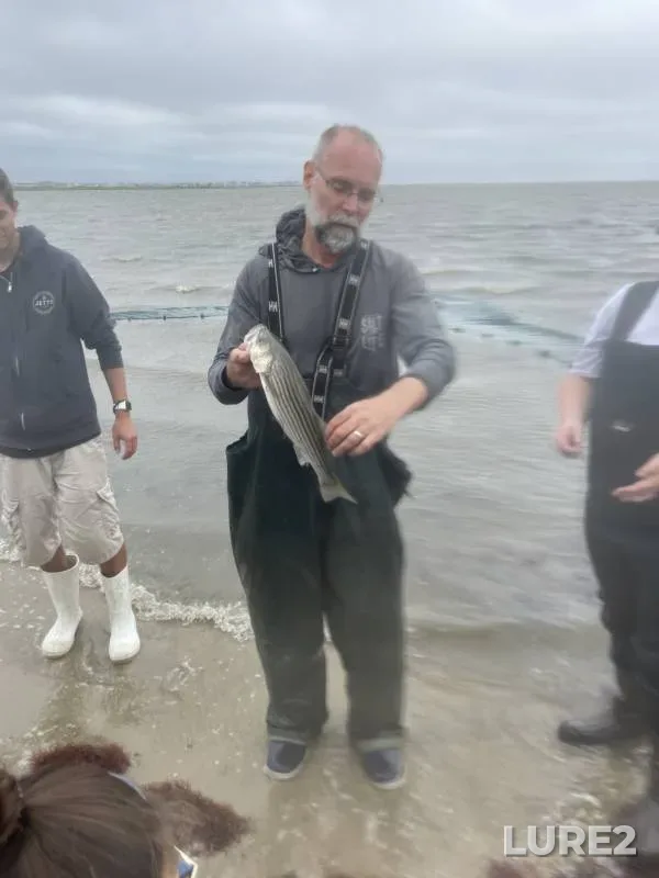 Striped bass — Little Egg Harbor, Jan 01, 2019