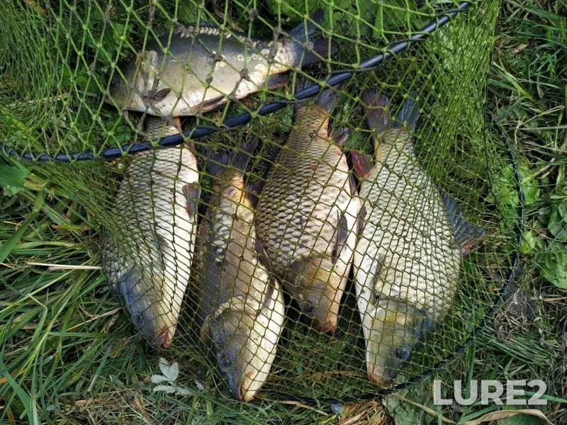 Carp — Khvorostan, Aug 01, 2019