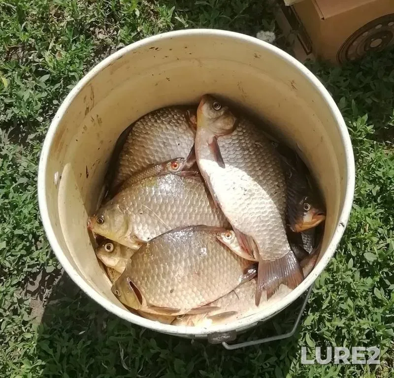 Crucian carp — Bolshoy Krutoy, Jun 09, 2019