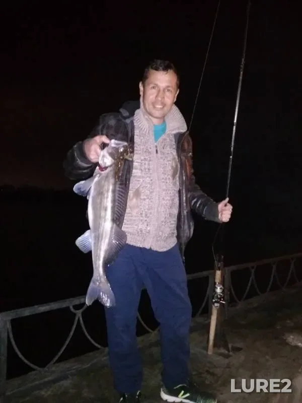 Zander — Pryamaya Bolda, Nov 06, 2019