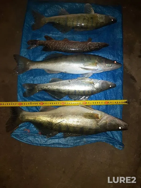 Pike, Zander — Dyoma, Nov 14, 2019