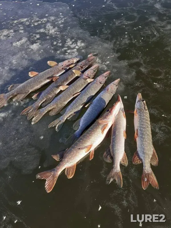 Pike — Kurtlak, Nov 23, 2019