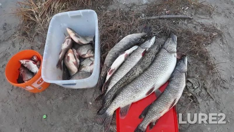 Burbot, Crucian carp — Karyer 31, Oct 09, 2019