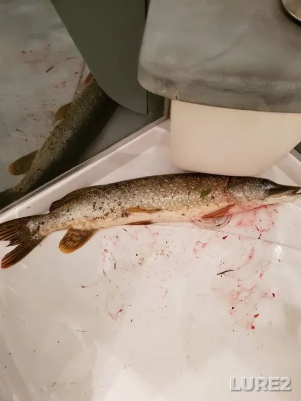 Pike — Respublika Bashkortostan, Sep 16, 2019