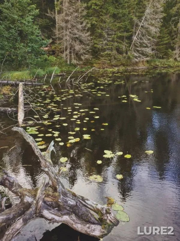 Pike — Igumenskiye (Konevskiye), Sep 15, 2019