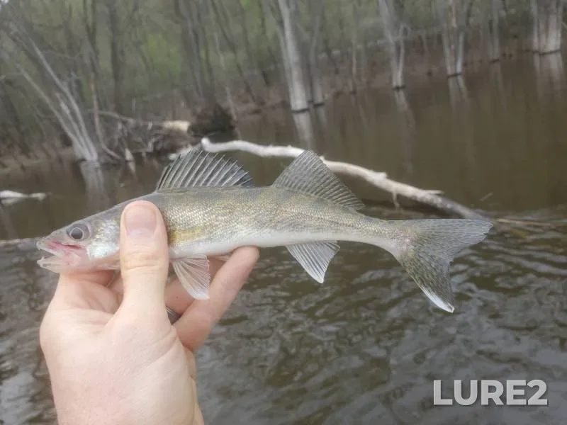 Walleye — Gilmore Creek, Dec 20, 2018