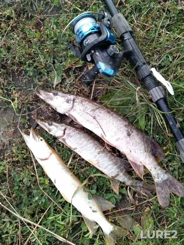 Bream, Pike — Om, Sep 07, 2019