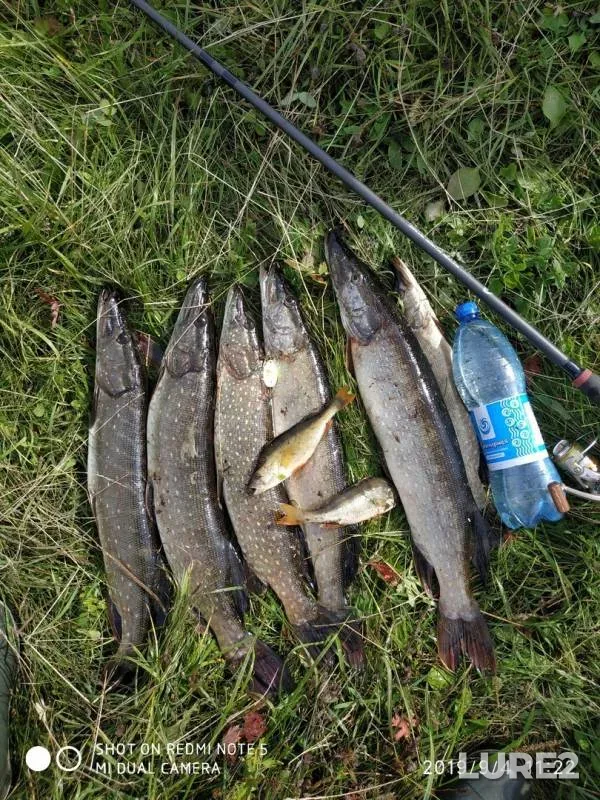 Perch, Pike — Levyy Bekhtemir, Sep 05, 2019