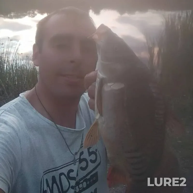Carp — Voronezhskaya oblast, Sep 02, 2019