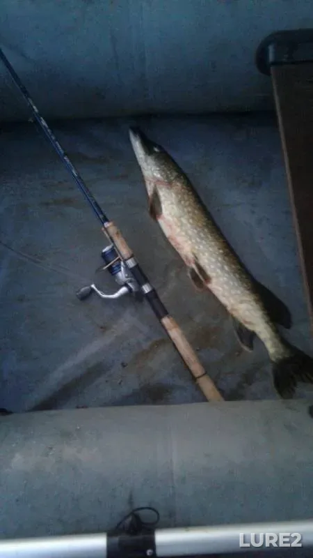 Pike — Volchya, Sep 02, 2019