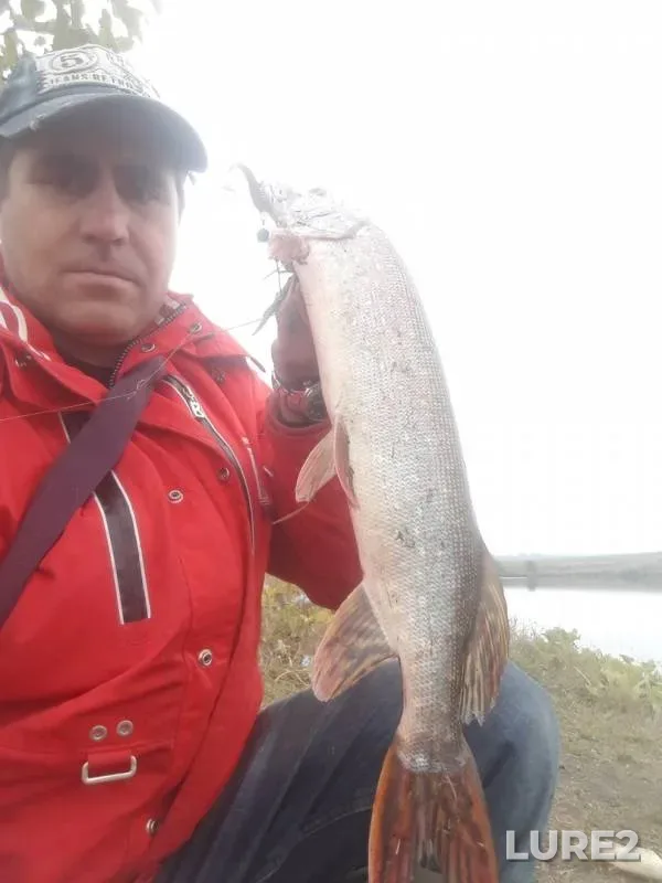 Perch, Pike — Penzenskaya oblast, Kuznetskiy rayon, Sep 28, 2019